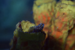 Sailfin Blenny