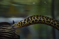 Chainlink Moray