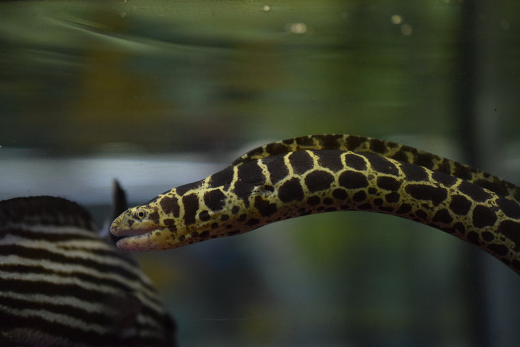 Chainlink Moray