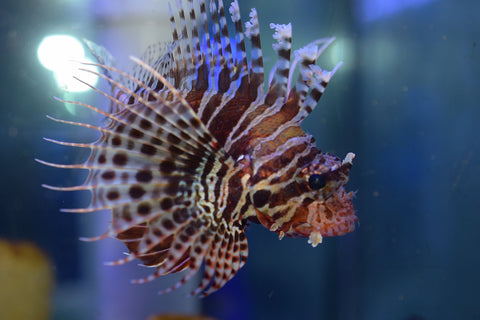 Zebra Dwarf Lion
