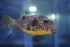 Mappa Puffer