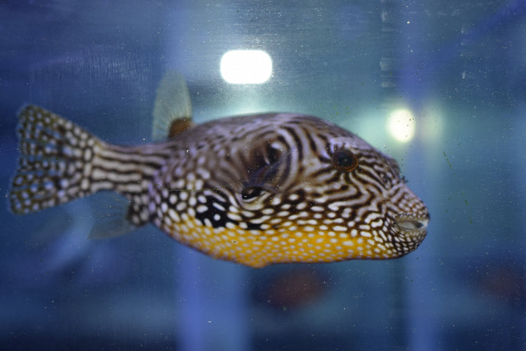 box fish and puffer fish Shop Spiny Puffers Online Today How Many Boxfish Are in