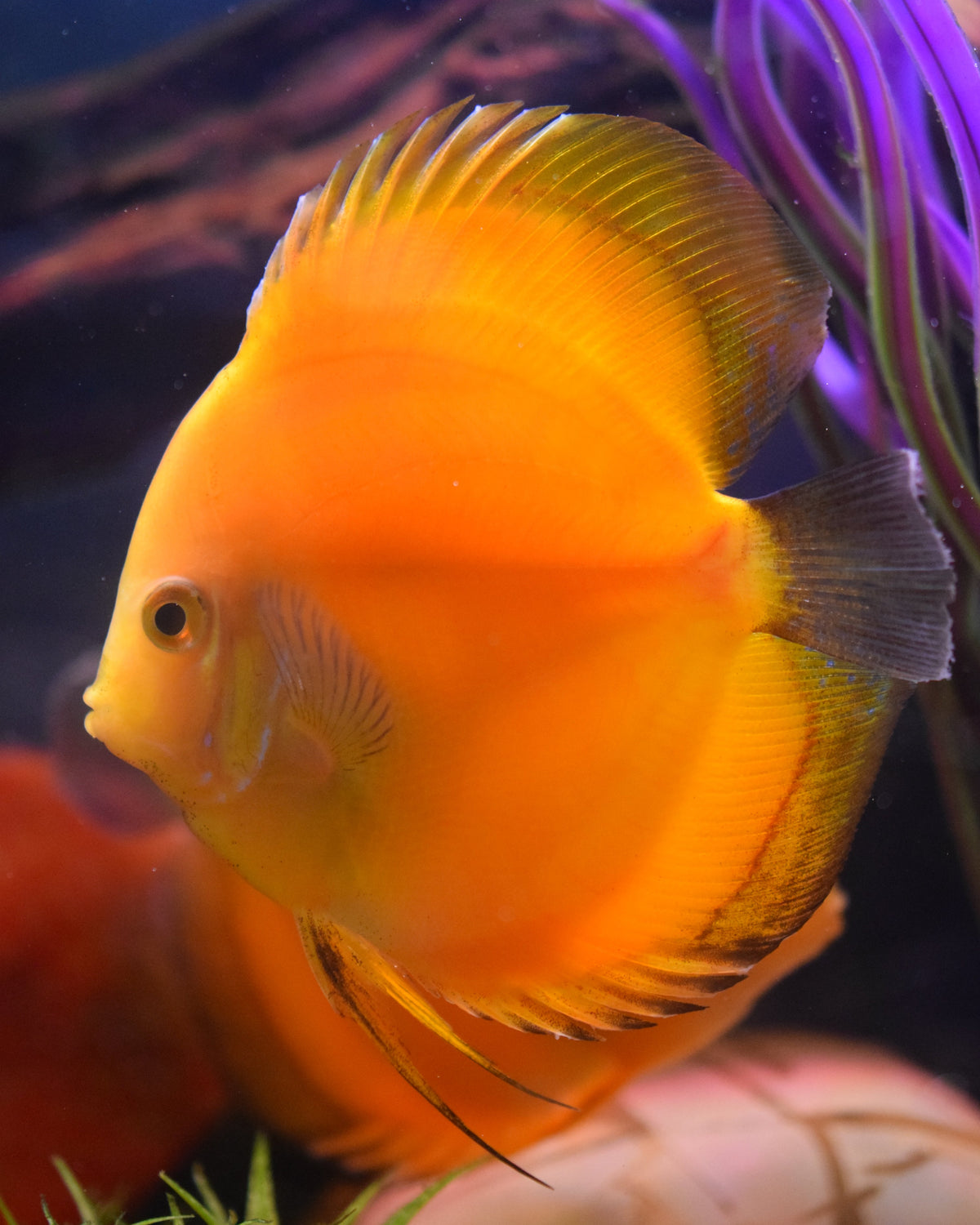 Yellow Melon Discus