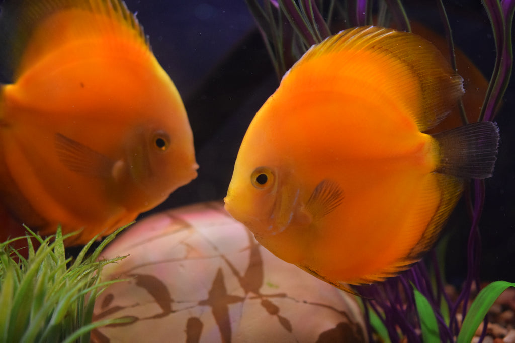 Yellow Melon Discus