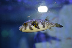 Hispidus Puffer
