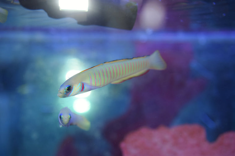 Zebra Bar Goby