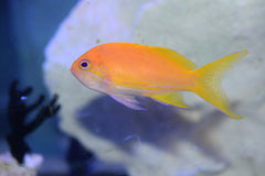 Royal Squareback Anthias