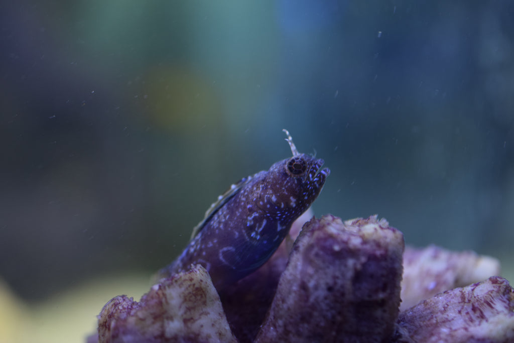 Sailfin Blenny