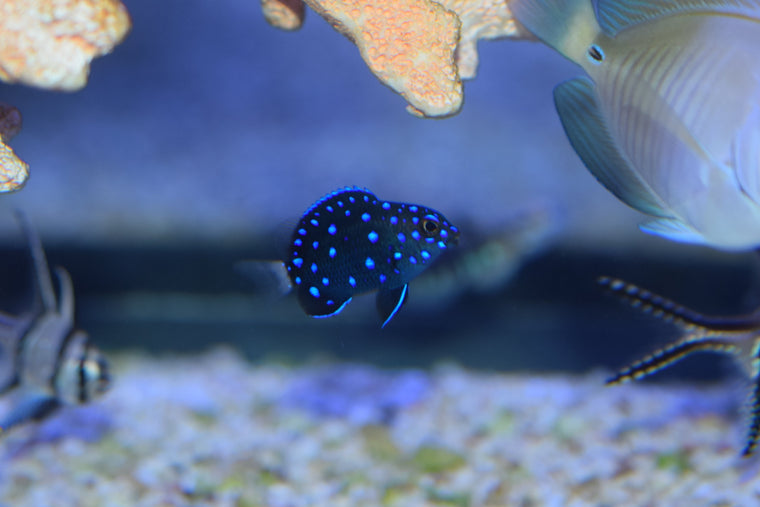 Jewel Damsel