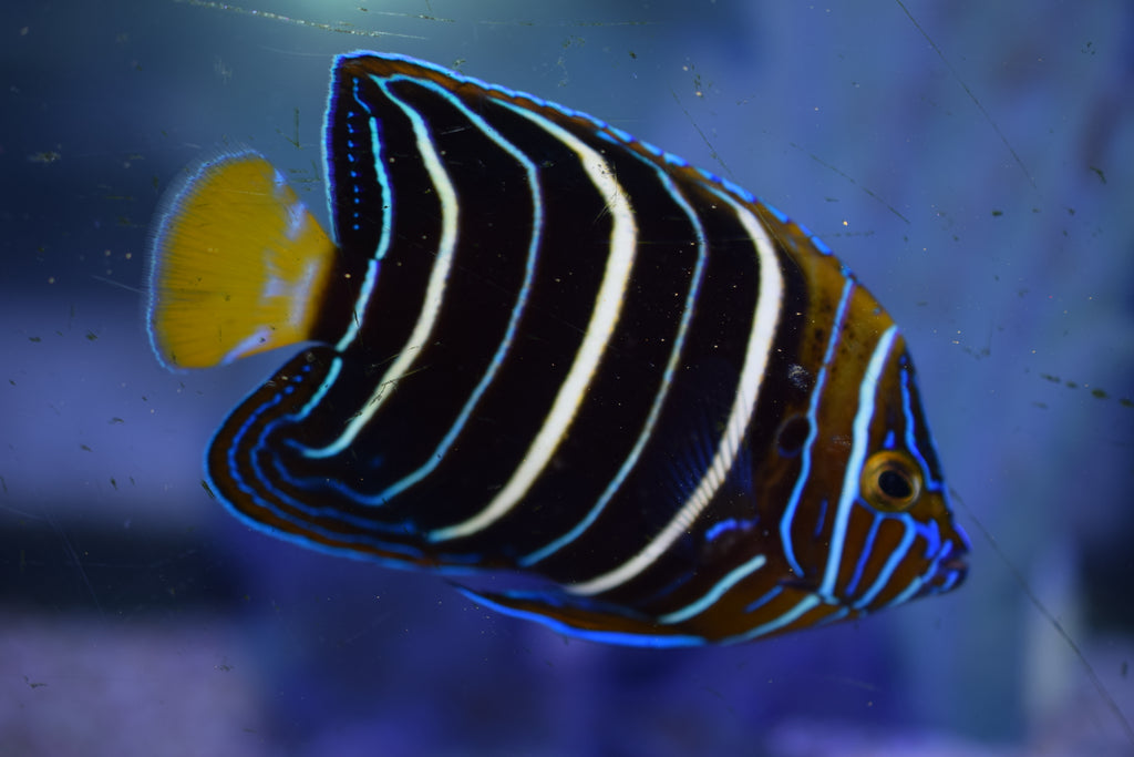 Chrysurus Angel