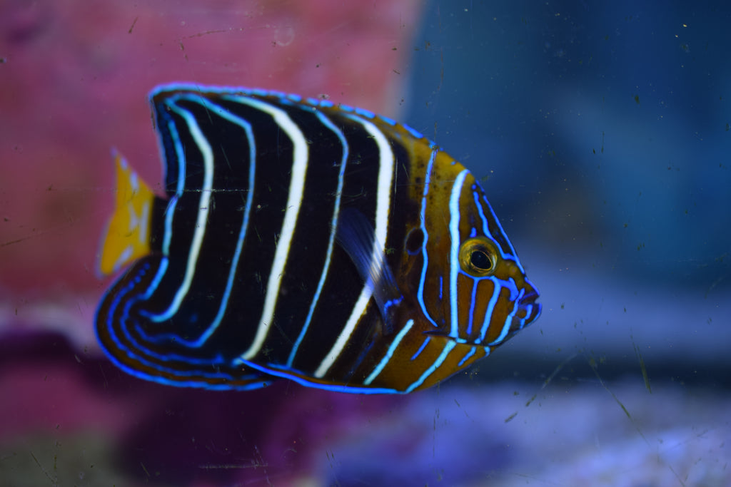 Chrysurus Angel
