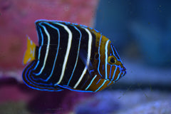 Chrysurus Angel