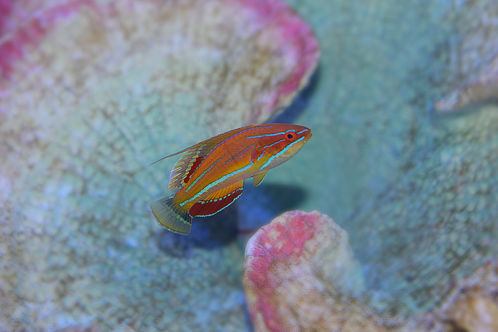 McCosker's Flasher Wrasse