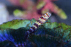 Wheeleri Goby