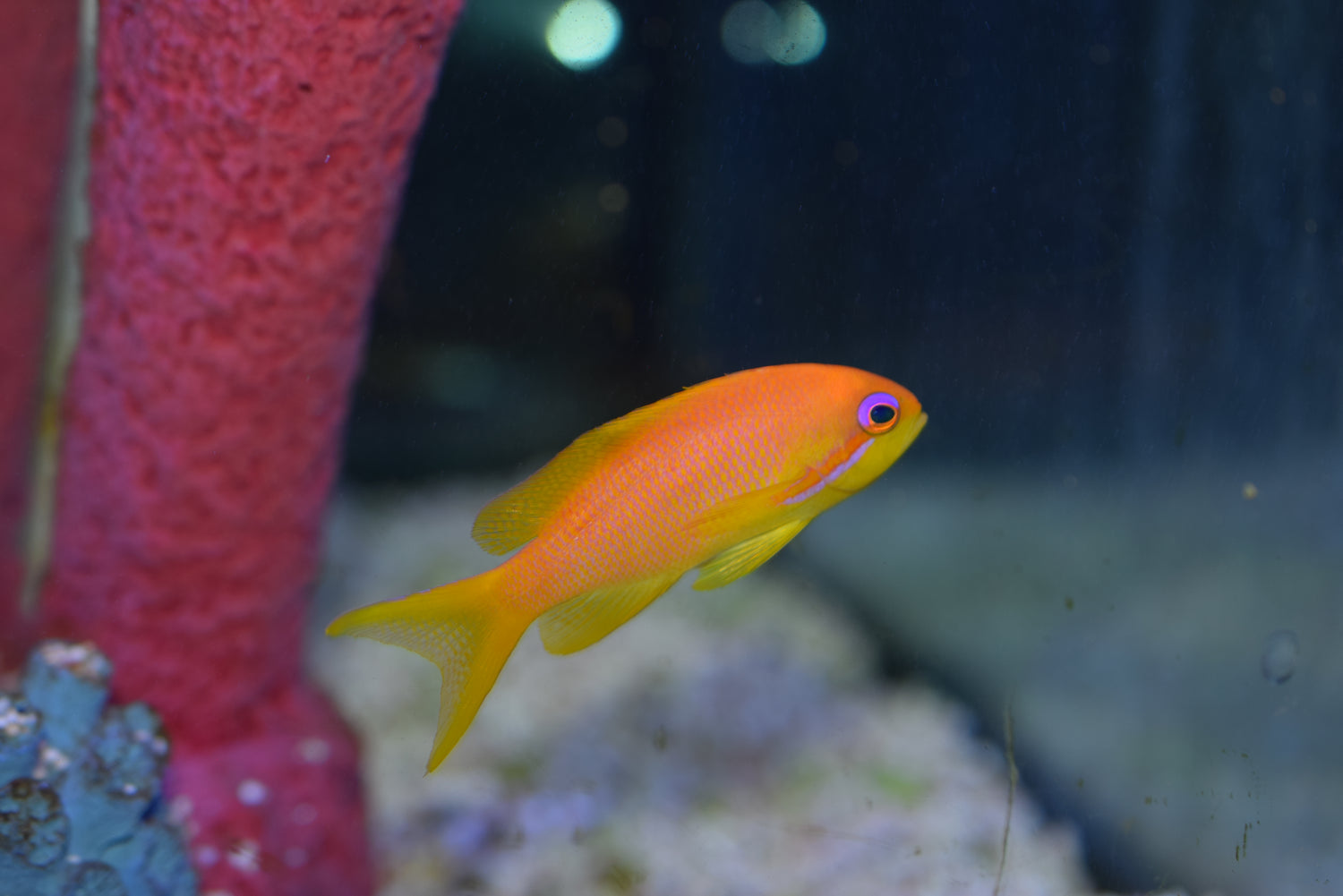 Squamipinnis Lyretail Anthias