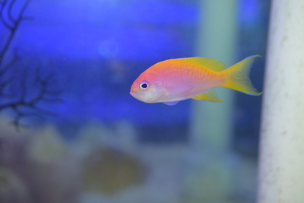 Bimac Anthias