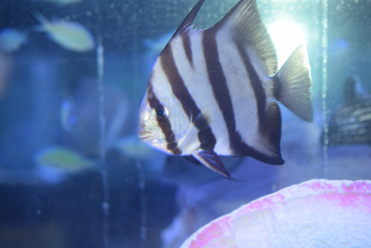 Spadefish