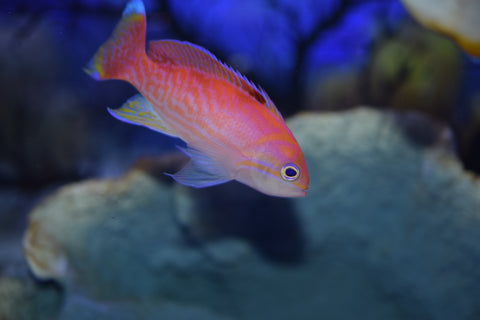Bimac Anthias