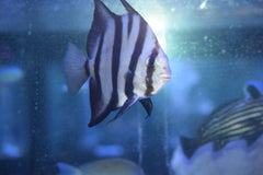 Spadefish