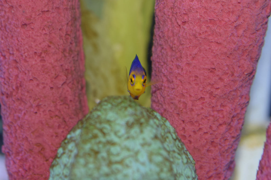 Argi Angelfish