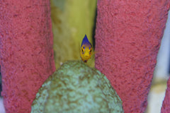 Argi Angelfish