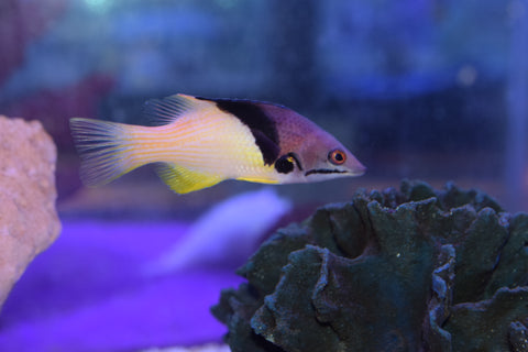 Mesothorax Hogfish