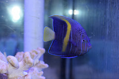 Maculosus Angel