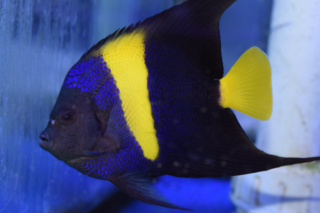 Asfur Angelfish