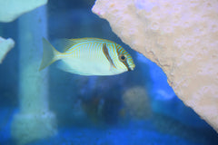 Doliatus Rabbitfish
