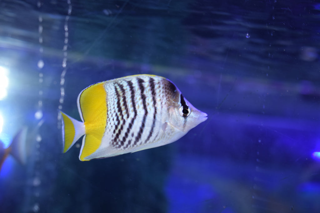 Pearl Scale Butterfly