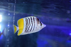 Pearl Scale Butterfly