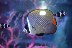 Collare Butterfly