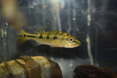 Orinoco Peacock Bass
