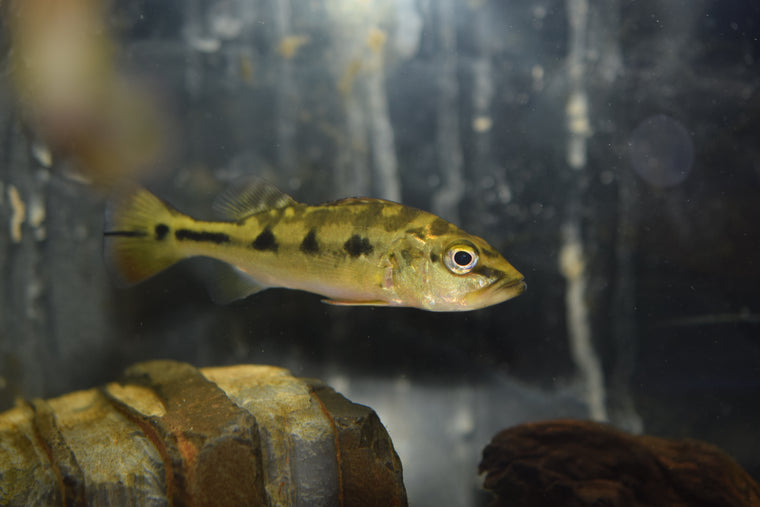 Orinoco Peacock Bass