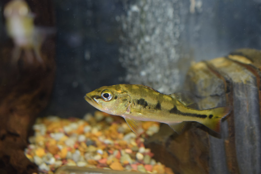 Orinoco Peacock Bass