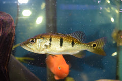 Kelberi Peacock Bass