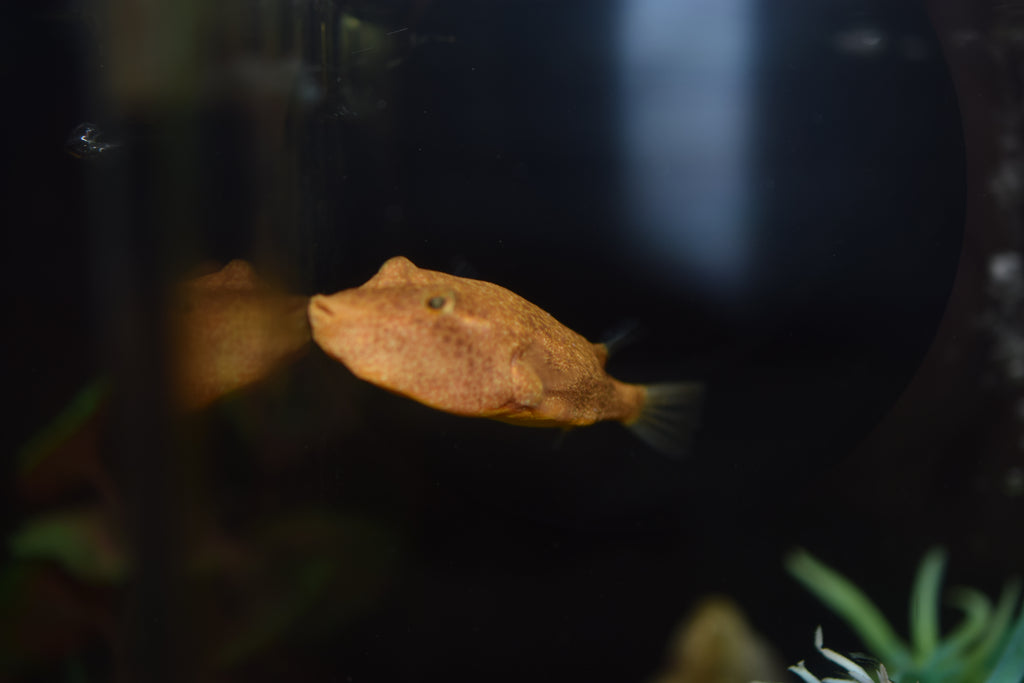 Red Miurus Puffer