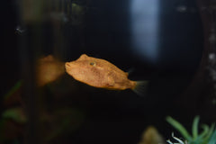 Red Miurus Puffer