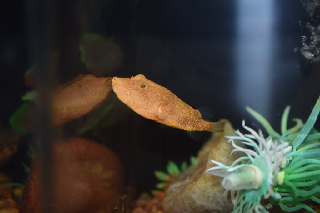 Red Miurus Puffer
