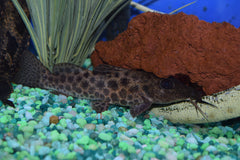 Giraffe Catfish