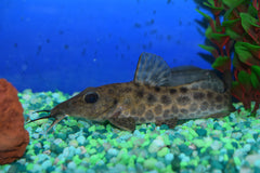 Giraffe Catfish