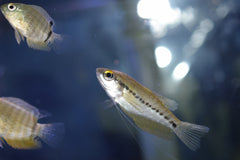 Snake Skin Gourami