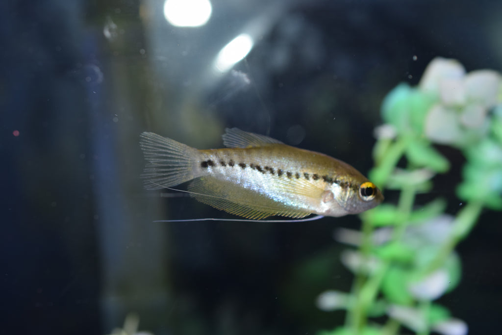 Snake Skin Gourami
