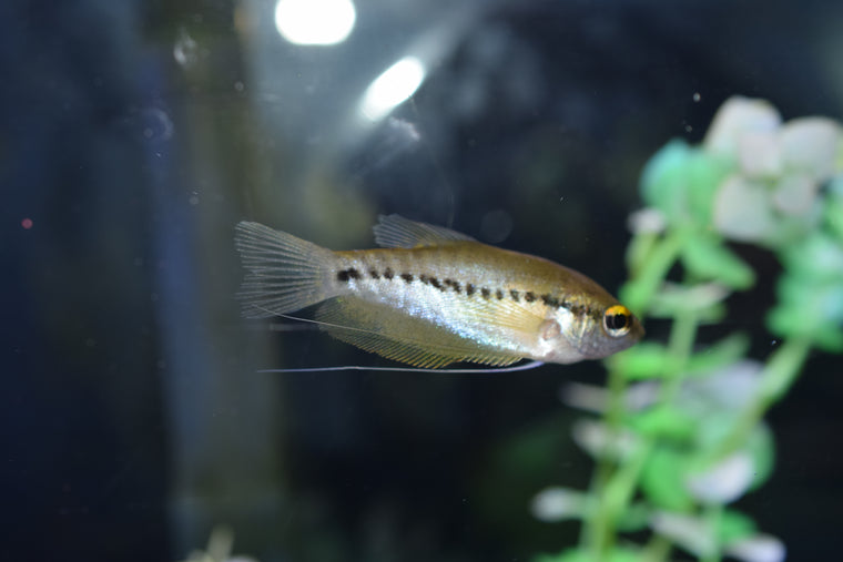 Snake Skin Gourami