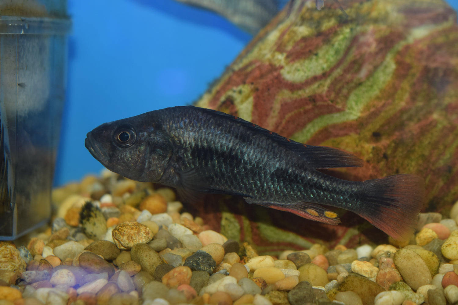 Yssichromis piceatus