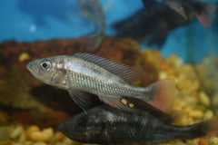 Yssichromis piceatus