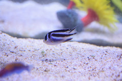 Bellus Angelfish