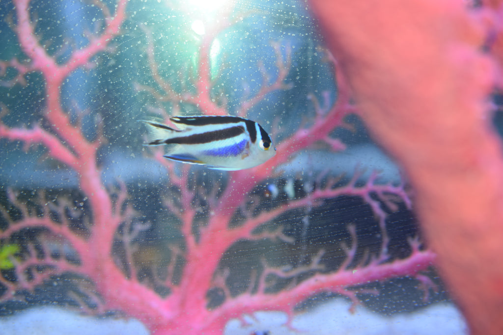 Bellus Angelfish