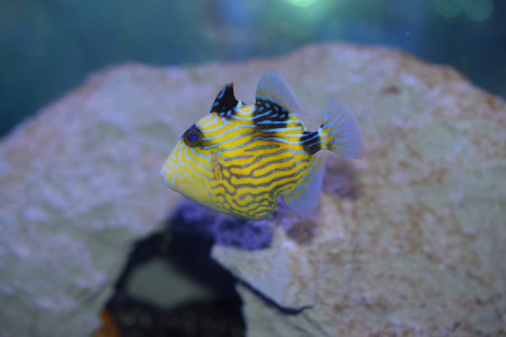 Fuscus Trigger