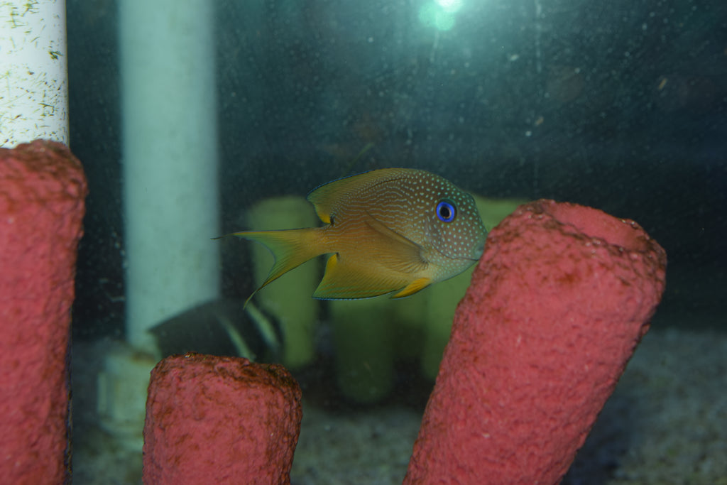 Binotatus Tang